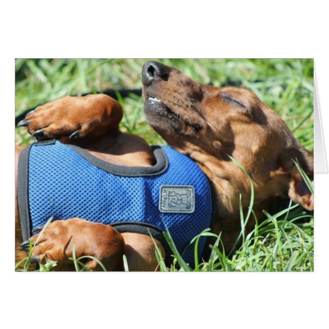 Olli de Daschund Card (Voorkant Horizontaal)