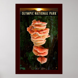 OLMPIC NATL PARK-Chicken of the Bossen- Poster