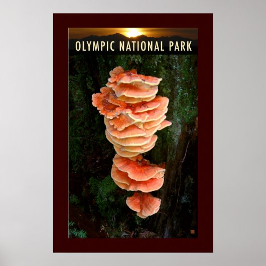 OLMPIC NATL PARK-Chicken of the Bossen- Poster (Voorkant)