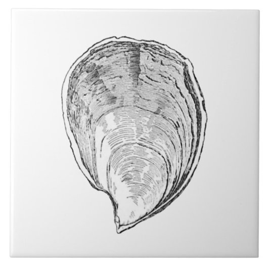 Olympia Oyster Illustratie Tegeltje (Voorkant)