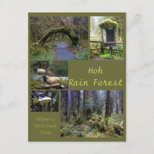 Olympic N.P. (Hoh Rain Forest 2) Briefkaart