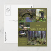 Olympic N.P. (Hoh Rain Forest 2) Briefkaart (Voorkant / Achterkant)