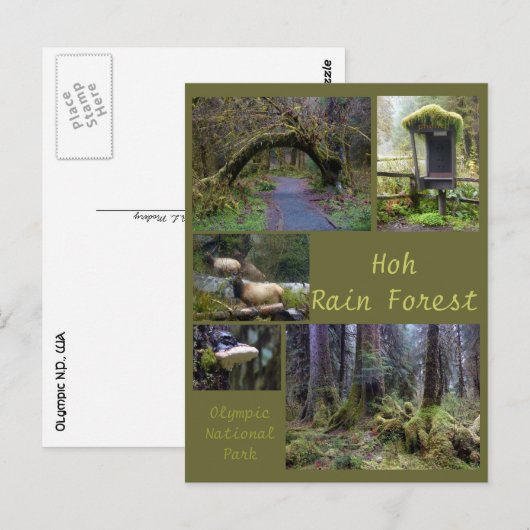 Olympic N.P. (Hoh Rain Forest 2) Briefkaart (Voorkant / Achterkant)