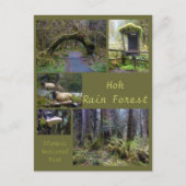 Olympic N.P. (Hoh Rain Forest 2) Briefkaart (Voorkant)