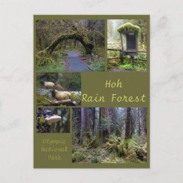 Olympic N.P. (Hoh Rain Forest 2) Briefkaart