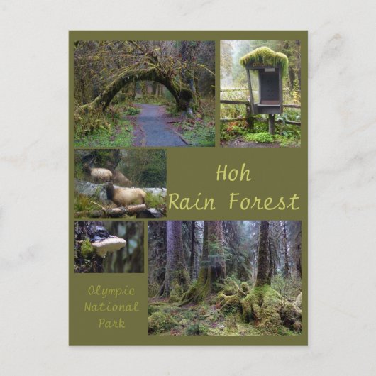 Olympic N.P. (Hoh Rain Forest 2) Briefkaart (Voorkant)
