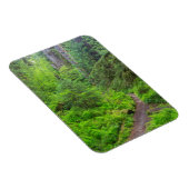 Olympic National Park, bospad Magneet (Rechterzijde)
