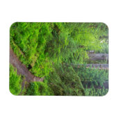 Olympic National Park, bospad Magneet (Horizontaal)