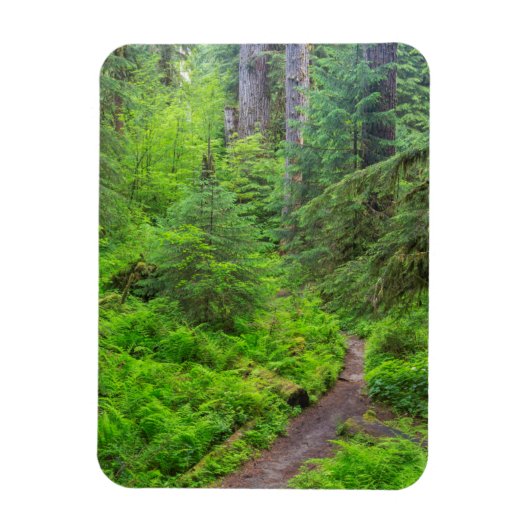 Olympic National Park, bospad Magneet (Verticaal)