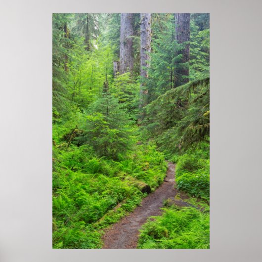 Olympic National Park, bospad Poster (Voorkant)