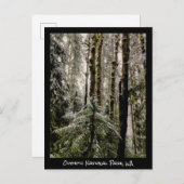 Olympic National Park Briefkaart (Voorkant / Achterkant)