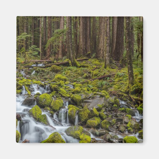 Olympic National Park, staat Washington Magneet (Voorkant)