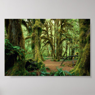 Olympic National Park, WA 2 Poster