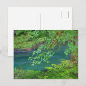 Olympic National Park Washington State Briefkaart (Voorkant / Achterkant)