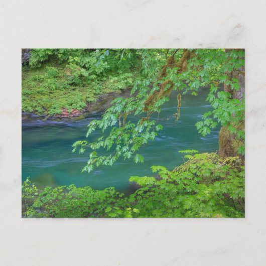 Olympic National Park Washington State Briefkaart (Voorkant)