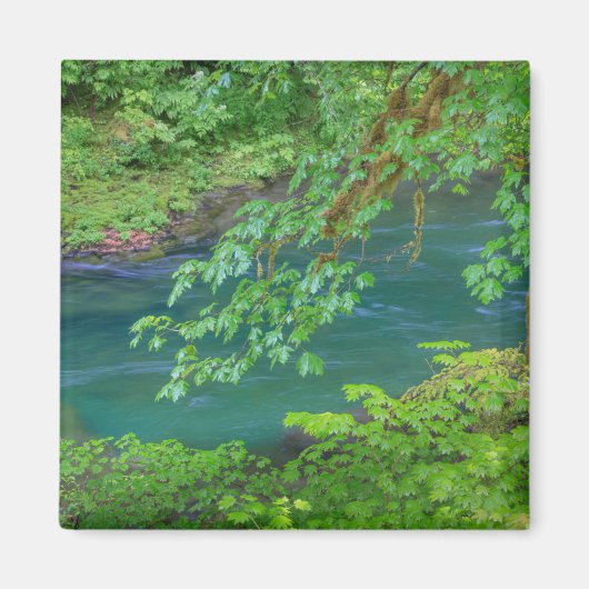 Olympic National Park Washington State Magneet (Voorkant)
