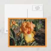 olympische uitdaging briefkaart (Voorkant / Achterkant)