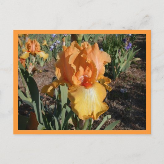 olympische uitdaging briefkaart (Voorkant)