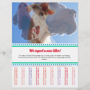 Om Dane Puppies Flyer te verkopen