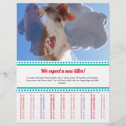 Om Dane Puppies Flyer te verkopen (Voorkant)