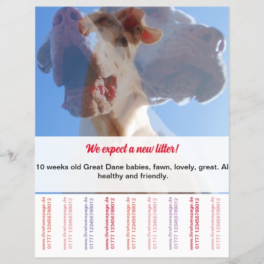 Om Dane Puppies Flyer te verkopen (Voorkant)