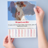 Om Dane Puppies Flyer te verkopen (Hand)