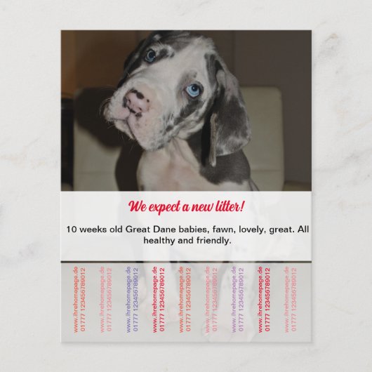 Om Dane Puppies Flyer te verkopen (Voorkant)