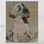 Om Dane Puppies kleurvol te verkopen Flyer (Achterkant)