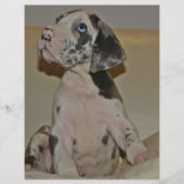 Om Dane Puppies kleurvol te verkopen Flyer (Achterkant)