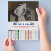 Om Dane Puppies kleurvol te verkopen Flyer (Hand)