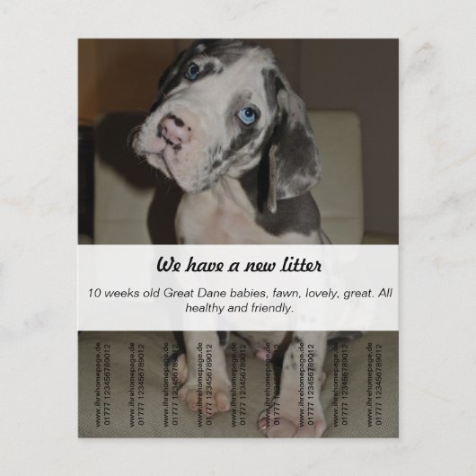 Om Dane Puppies te verkopen Flyer (Voorkant)