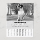 Om Dane Puppies te verkopen Flyer (Voorkant)