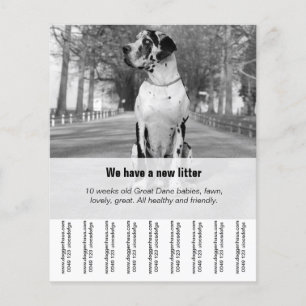 Om Dane Puppies te verkopen Flyer