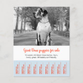 Om Dane Puppies te verkopen Flyer (Voorkant)
