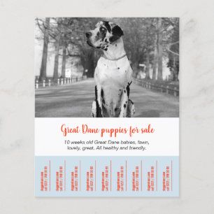 Om Dane Puppies te verkopen Flyer