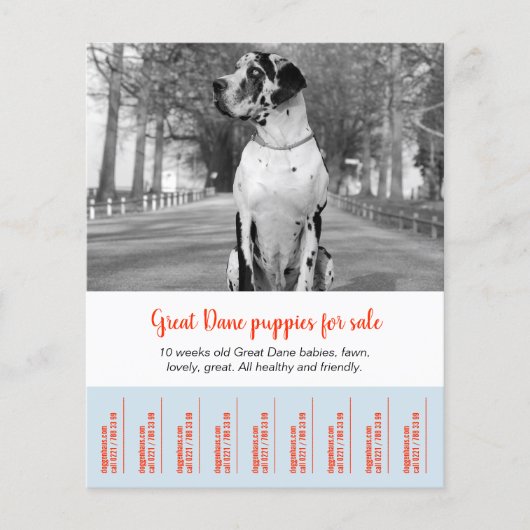Om Dane Puppies te verkopen Flyer (Voorkant)