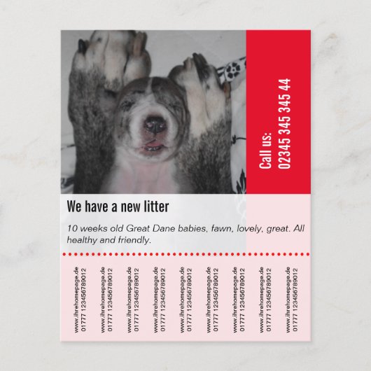 Om Dane Puppies te verkopen Flyer (Voorkant)