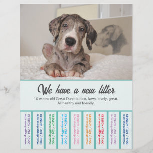 Om Dane Puppies te verkopen, kleurvolle brochure