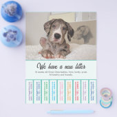 Om Dane Puppies te verkopen, kleurvolle brochure (Enkel)