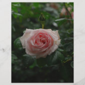 Om Dane Puppies te verkopen, kleurvolle brochure (Achterkant)