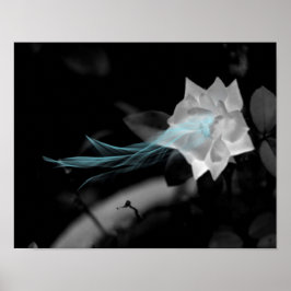 Om een gebroken hart te helen -  witte rozenfoto poster