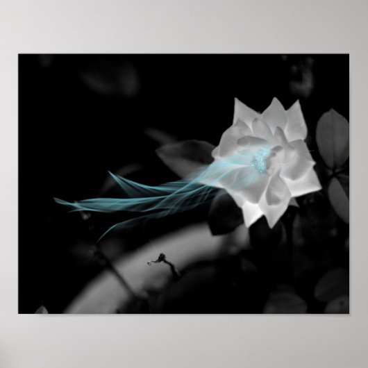 Om een gebroken hart te helen - witte rozenfoto poster (Voorkant)