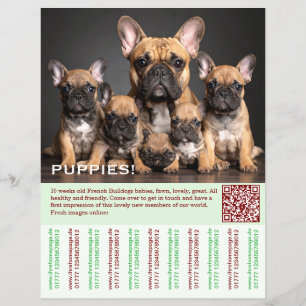Om Franse Puppy Flyer te verkopen