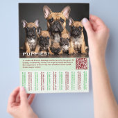 Om Franse Puppy Flyer te verkopen (Hand)