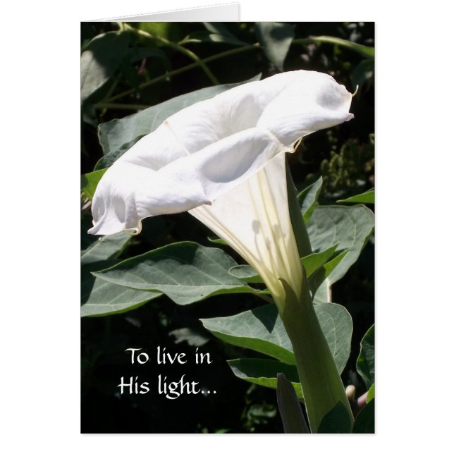 Om in Zijn licht te leven (Voorkant)