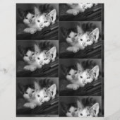 Om Puppies brochure te verkopen (Achterkant)