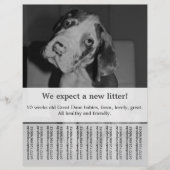 Om Zwart Witte Puppies Flyer te verkopen (Voorkant)