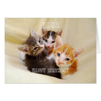 Oma, Warme en Zachte Kitten Trio Gefeliciteerd