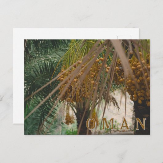 Oman dadelpalm briefkaart (Voorkant / Achterkant)