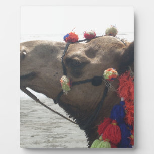 Oman Muscat Camel Fotokunst Print Fotoplaat